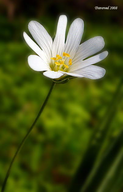 Изображение особи Stellaria holostea.