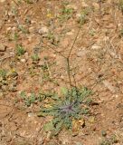 familia Asteraceae