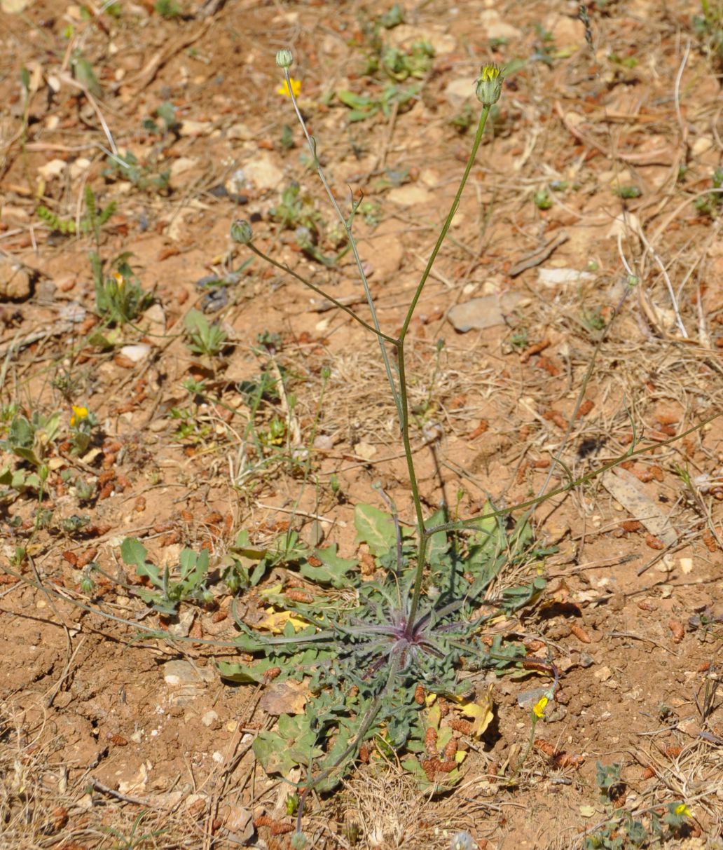 Изображение особи семейство Asteraceae.