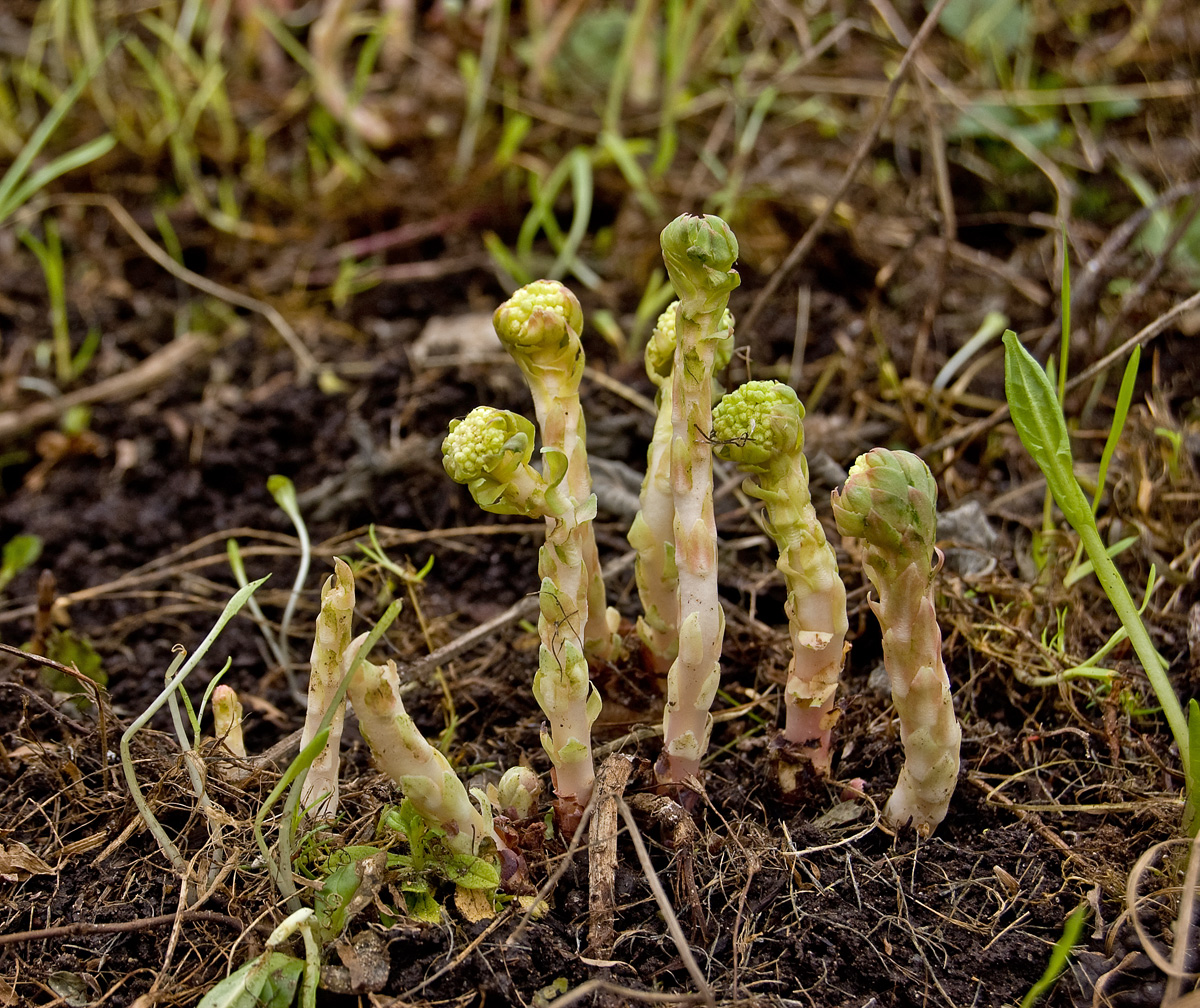 Image of Rhodiola rosea specimen.