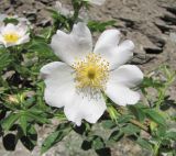 genus Rosa. Цветок. Дагестан, г. о. Махачкала, окр. с. Талги, склон горы. 15.05.2018.