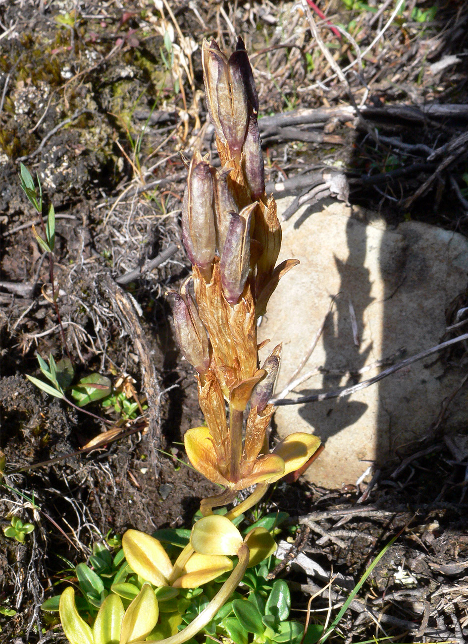 Изображение особи Gentiana glauca.