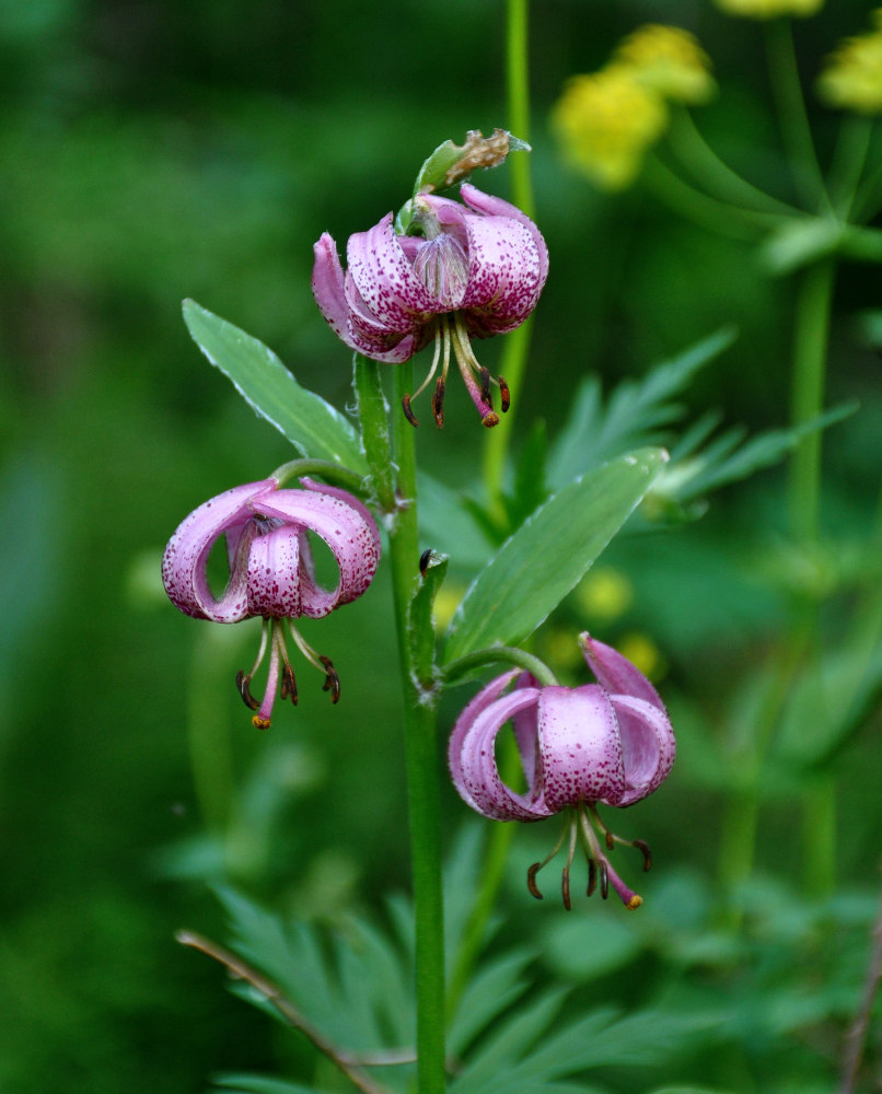 Изображение особи Lilium pilosiusculum.