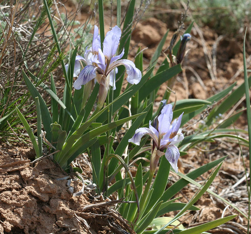 Изображение особи Iris scariosa.