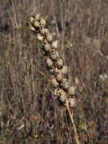 Linaria vulgaris. Зрелое соплодие с раскрывшимися коробочками. Магаданская обл., окр. г. Магадан, ост. \"Аммональная\", р. Балахапчан, разнотравная поляна под склоном. 06.10.2018.