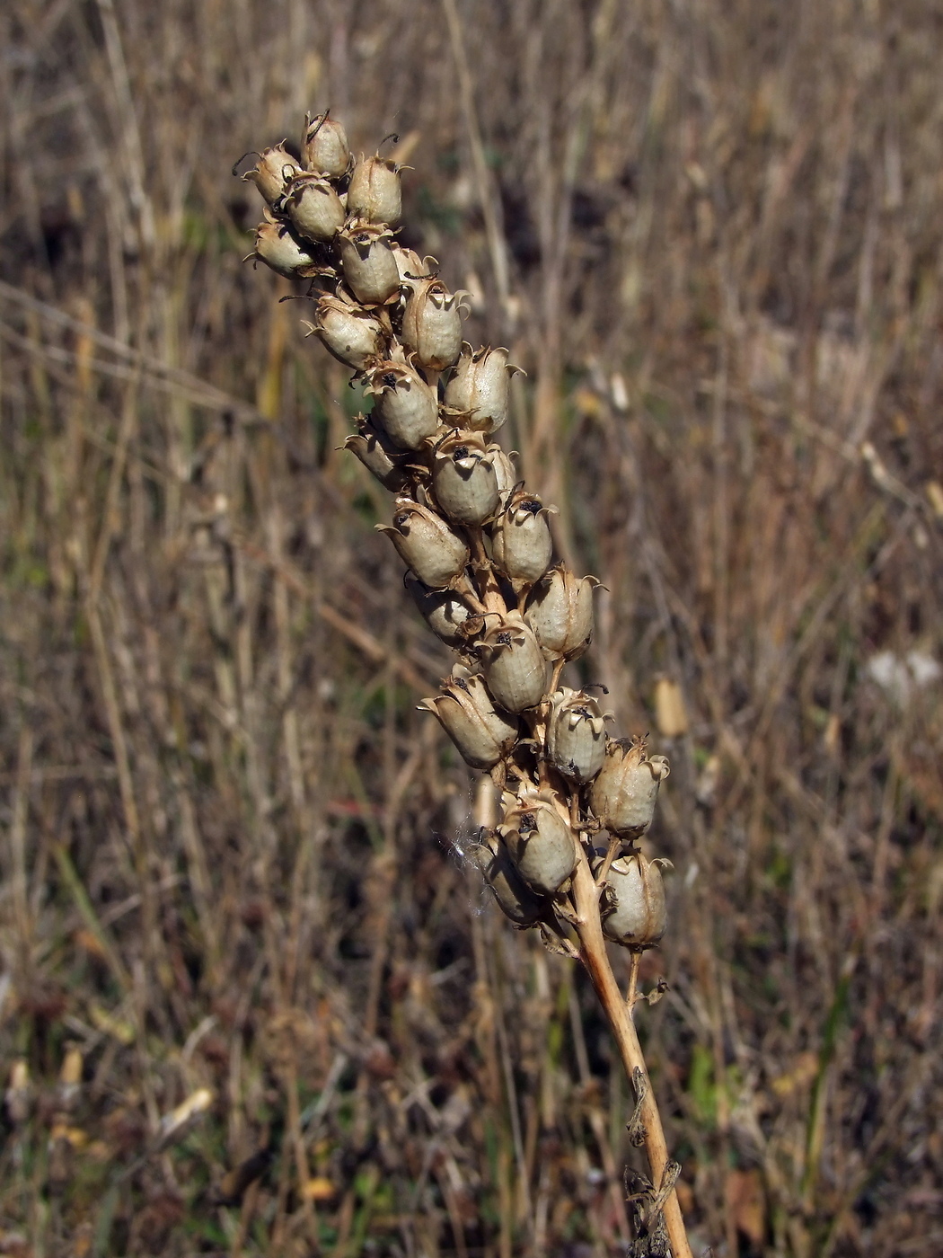 Image of Linaria vulgaris specimen.