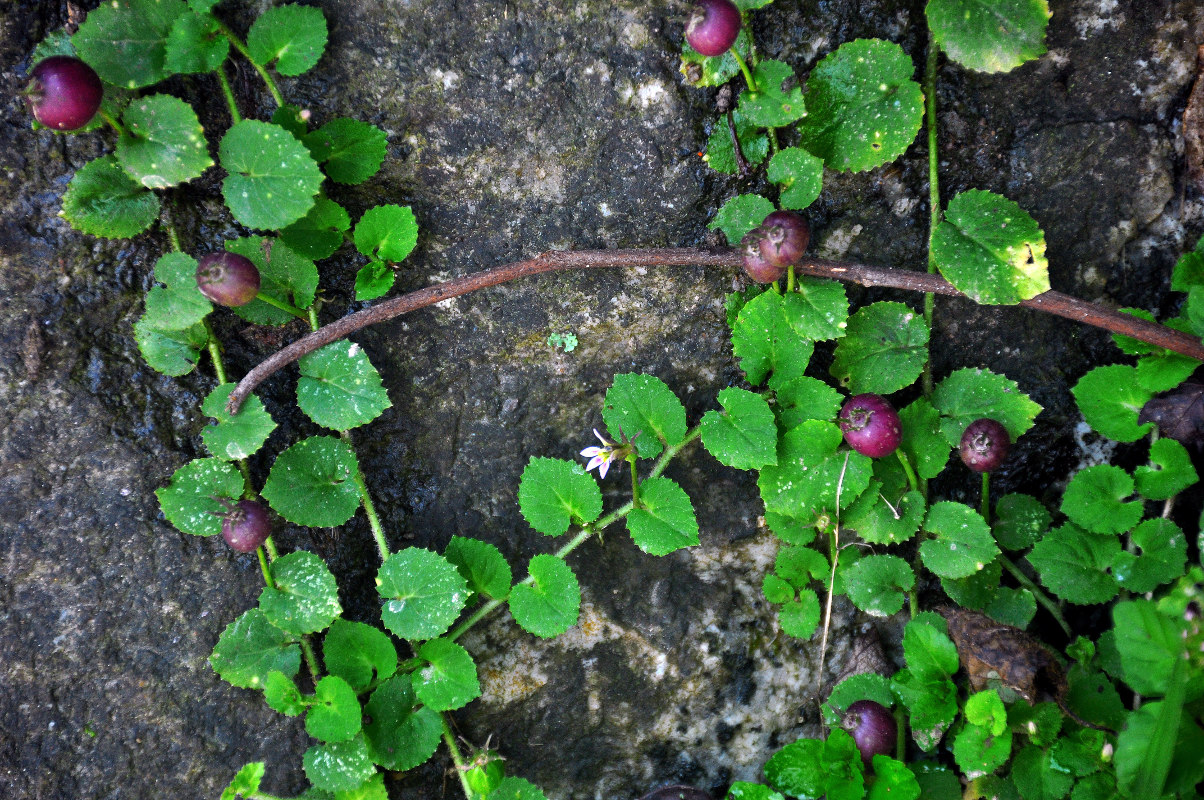 Image of Lobelia nummularia specimen.