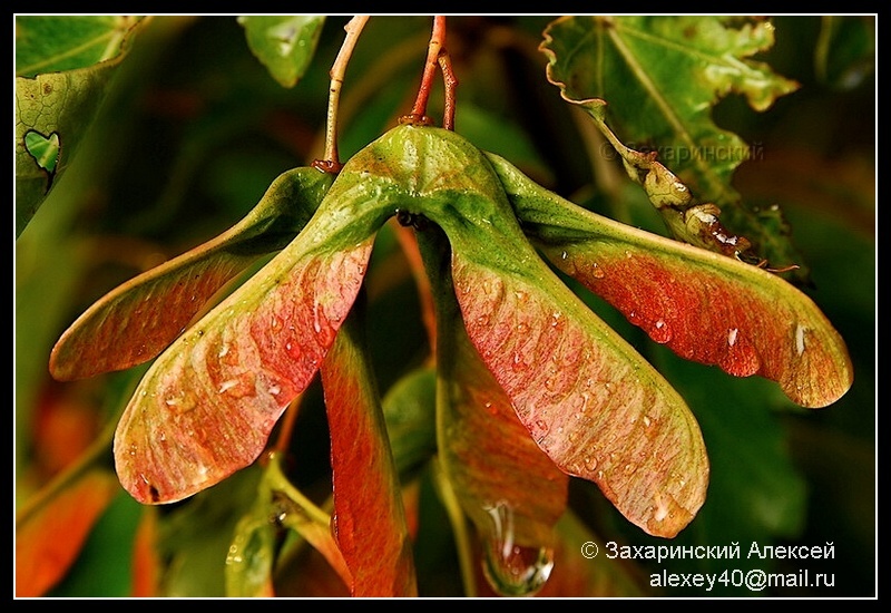 Image of Acer ginnala specimen.