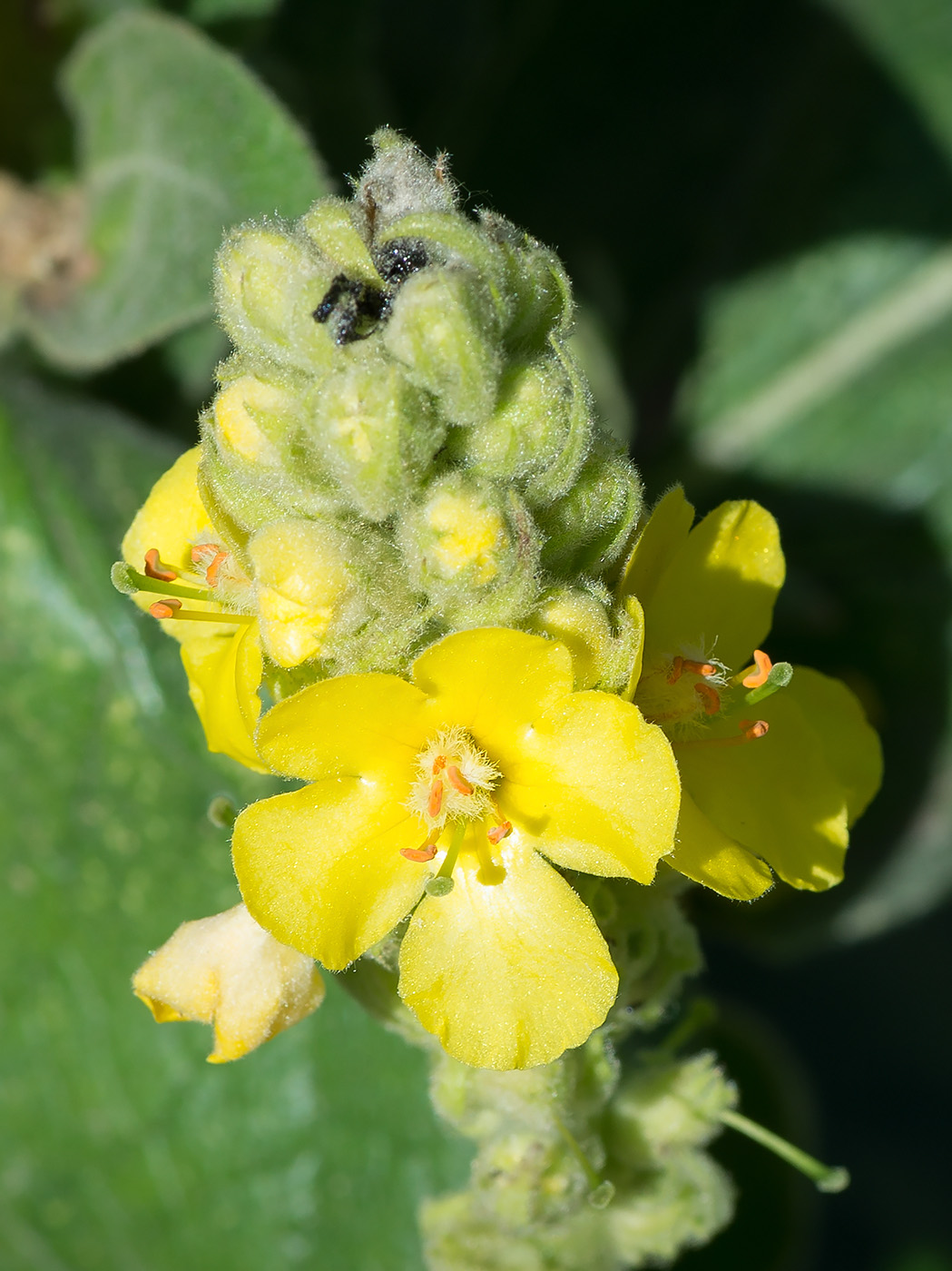 Image of Verbascum thapsus specimen.