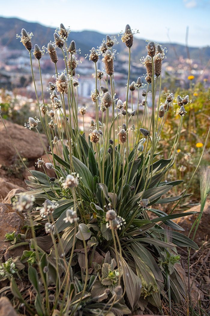 Image of Plantago lagopus specimen.