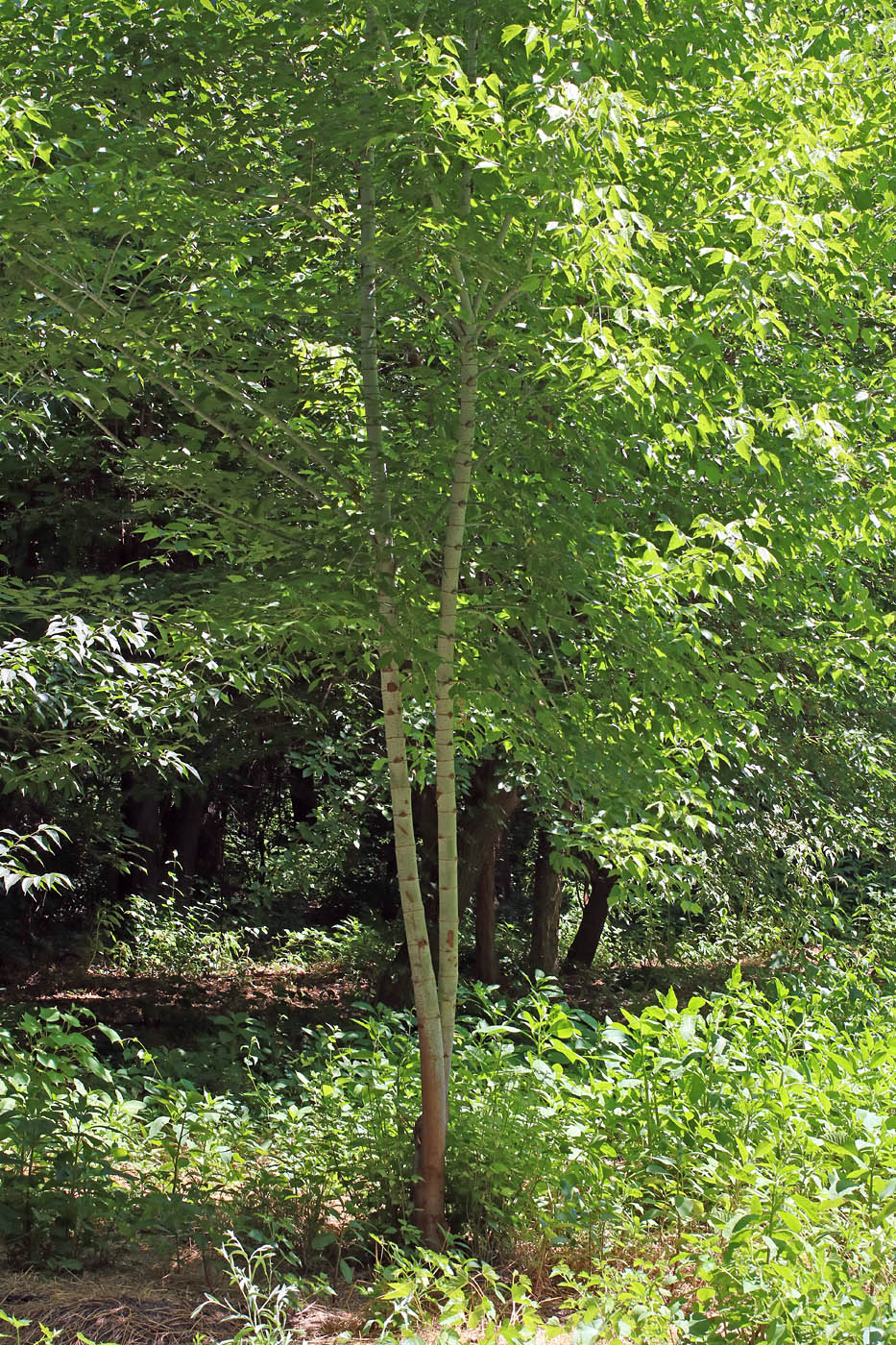 Image of Acer negundo specimen.