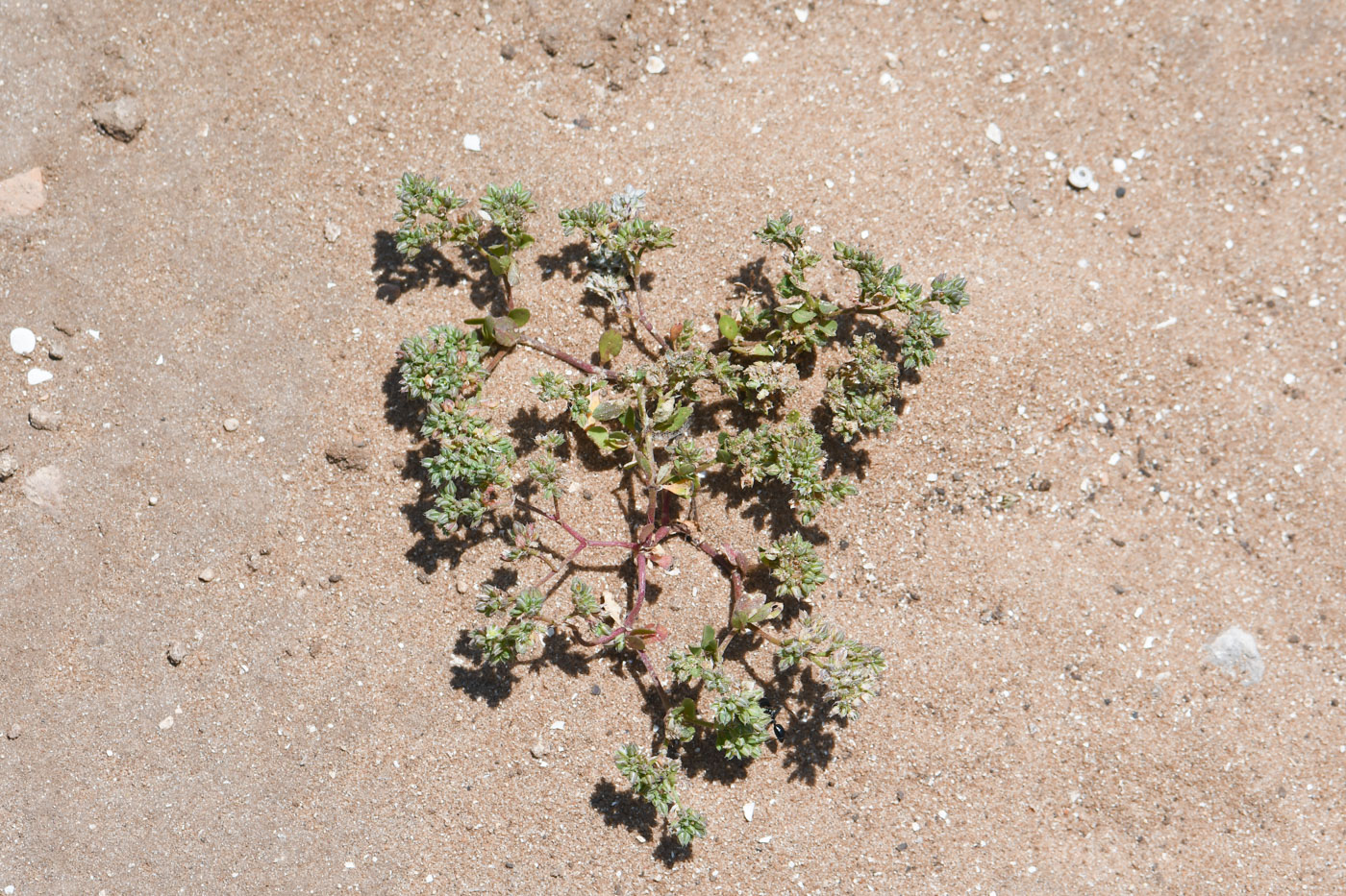 Изображение особи Polycarpon succulentum.