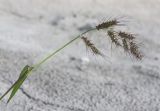 Echinochloa crus-galli. Верхушка цветущего растения. Краснодарский край, г. Апшеронск, пойма р. Пшеха, заиленный песчаный пляж. 10.08.2019.