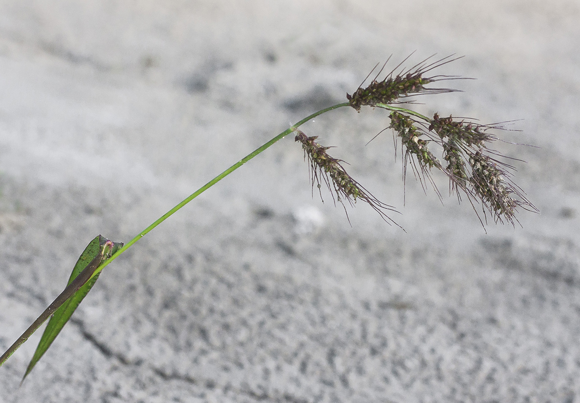 Изображение особи Echinochloa crus-galli.