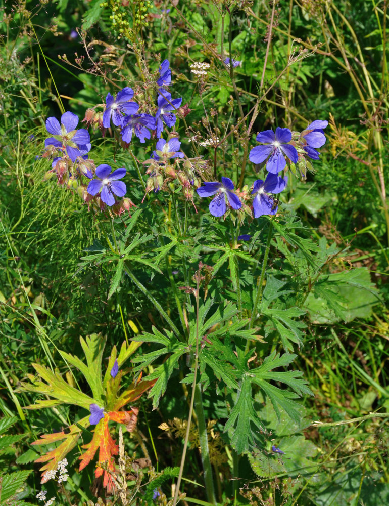 Image of Geranium pratense specimen.