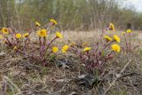 Tussilago farfara. Цветущие растения. Мурманская обл., Кольский р-н, долина р. Западная Лица ниже автодороги А138 Мурманск — Печенга, р-н падунов, обочина грунтовой дороги через травяной березняк с можжевельником на аллювиальных песках. 07.06.2019.