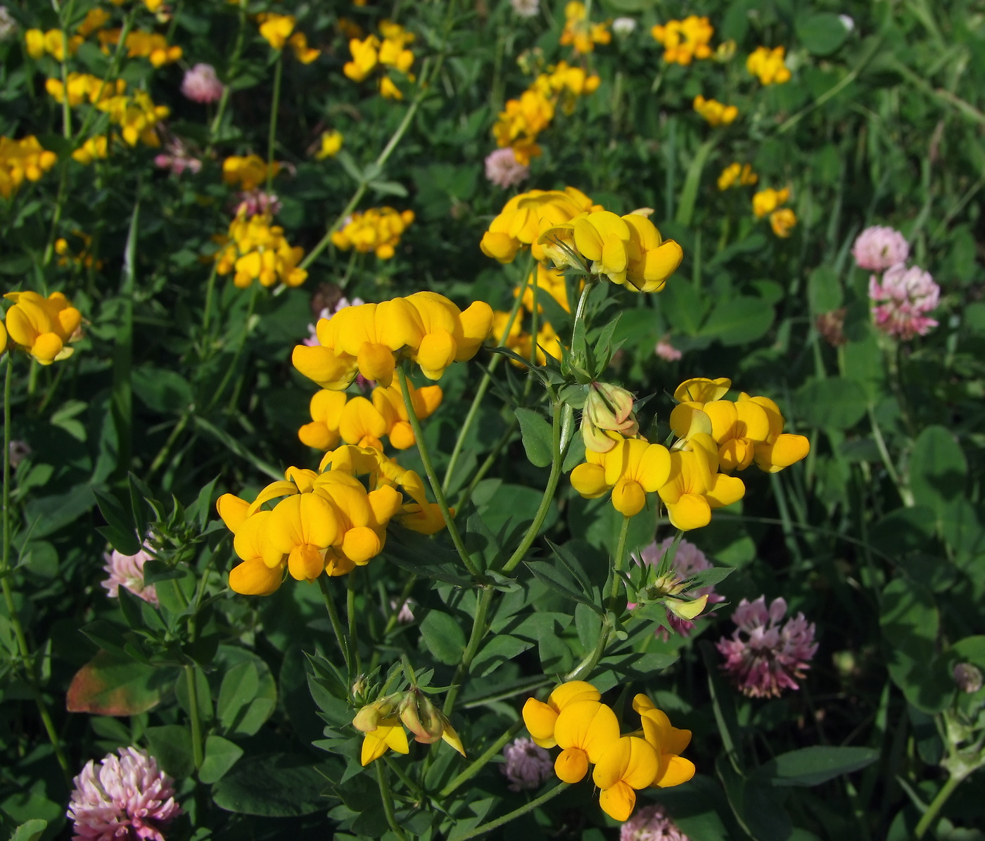 Image of Lotus corniculatus specimen.