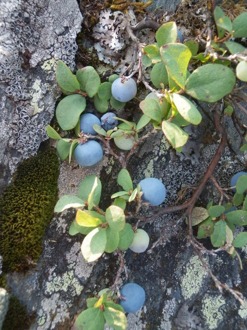 Image of Vaccinium uliginosum specimen.