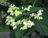 Clerodendrum trichotomum