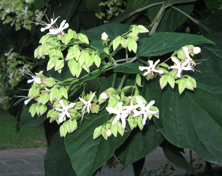 Image of Clerodendrum trichotomum specimen.