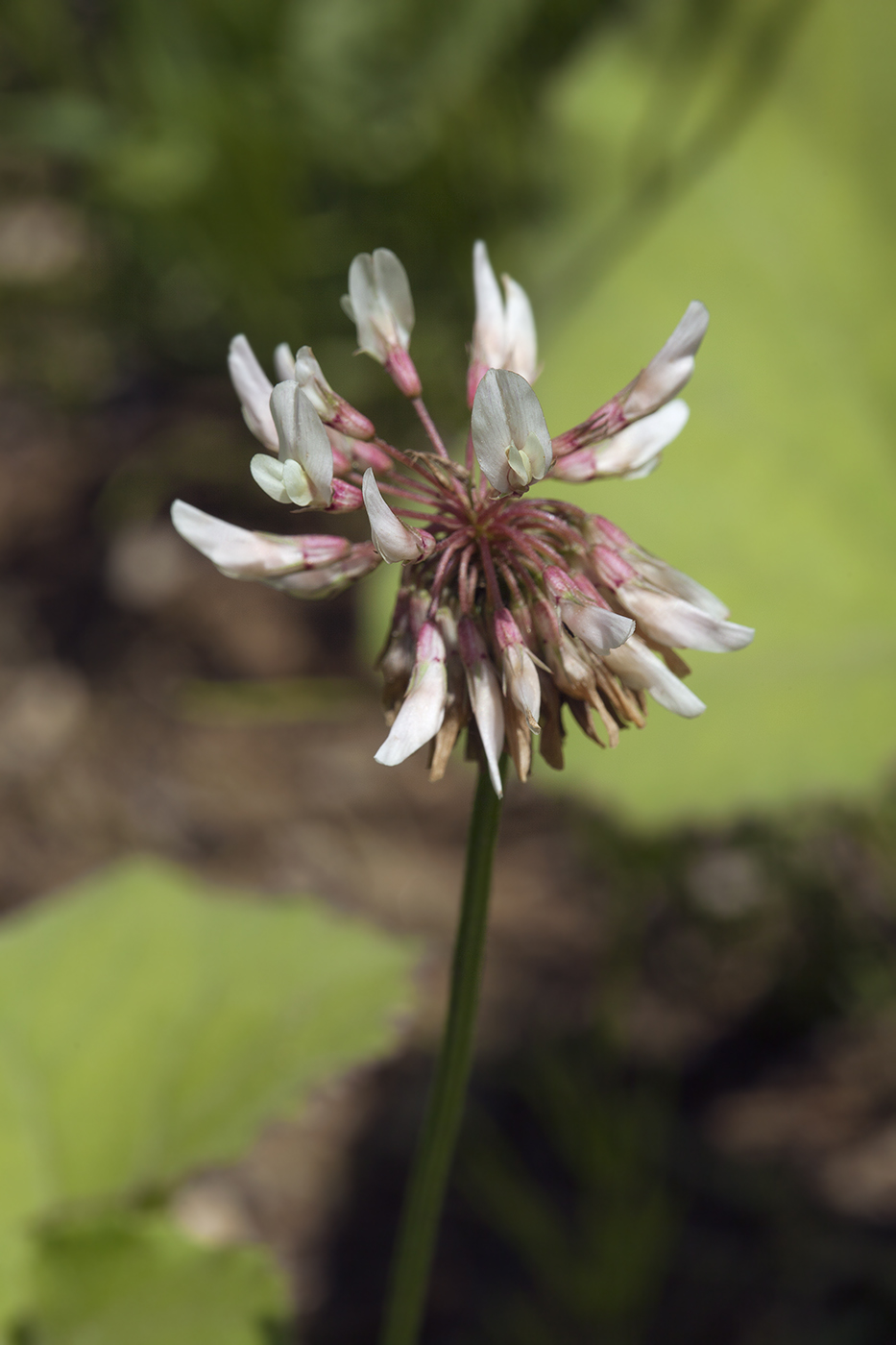 Изображение особи Trifolium repens.