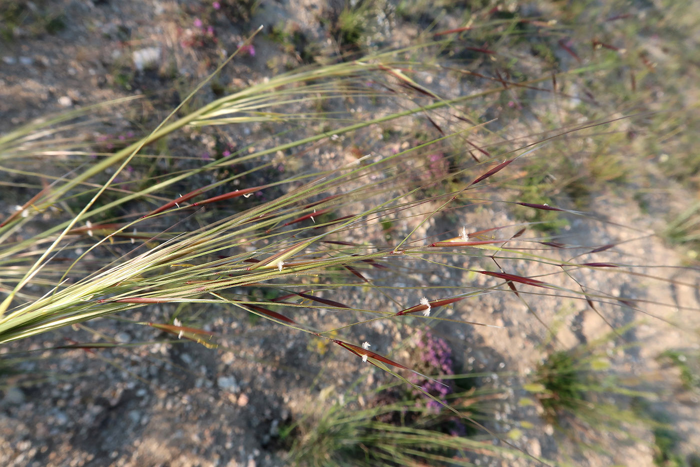 Image of genus Stipa specimen.