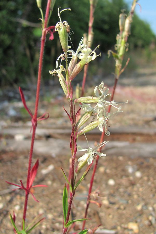 Image of Silene tatarica specimen.