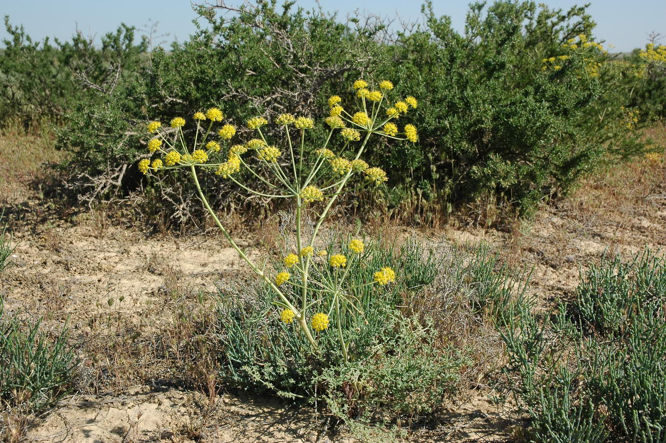 Image of Ferula nuda specimen.