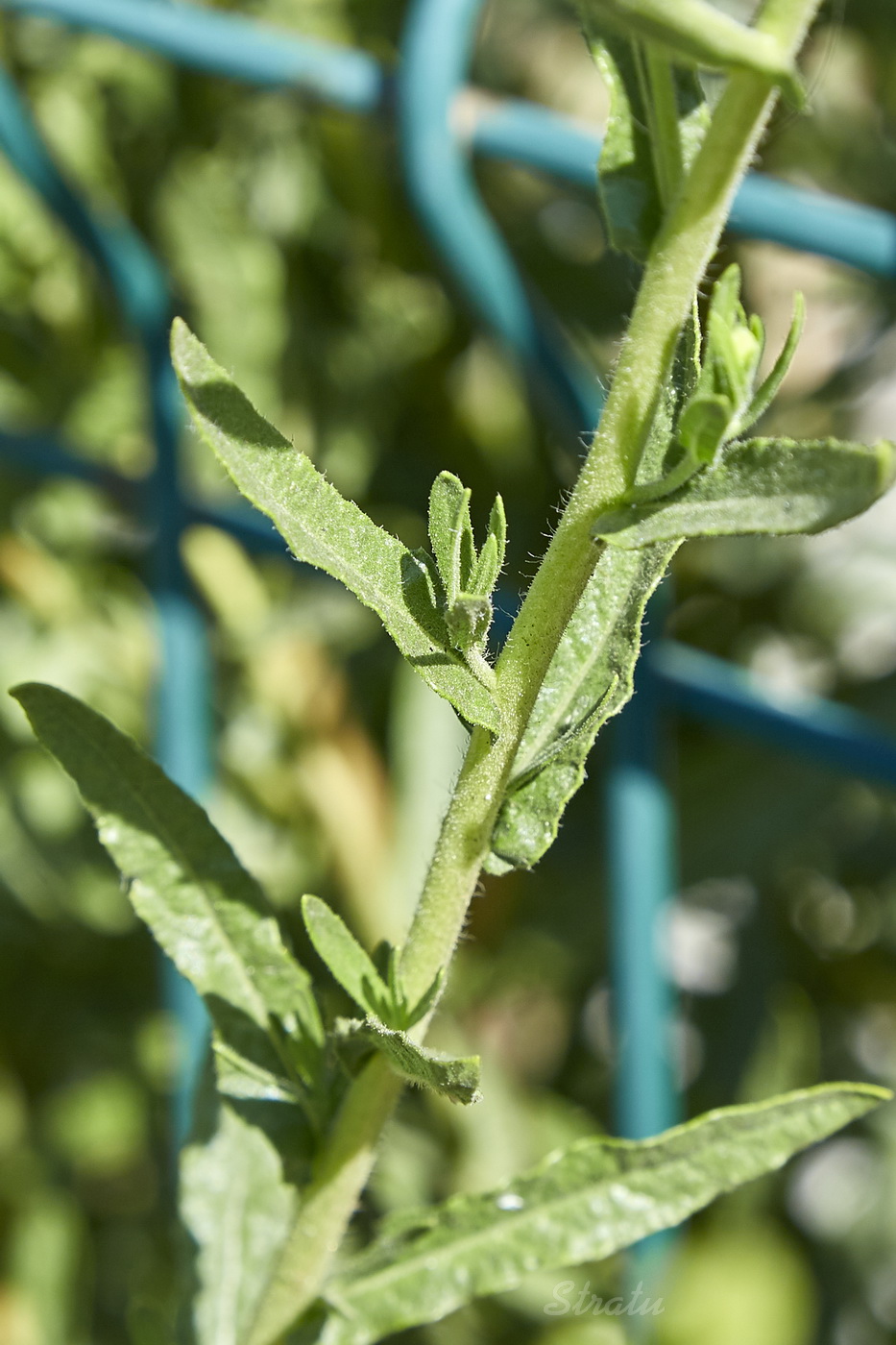 Изображение особи Senecio grandidentatus.