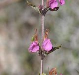 Teucrium divaricatum ssp. canescens