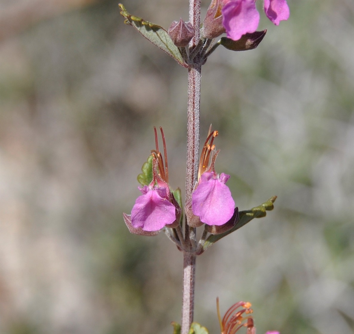 Image of Teucrium divaricatum ssp. canescens specimen.