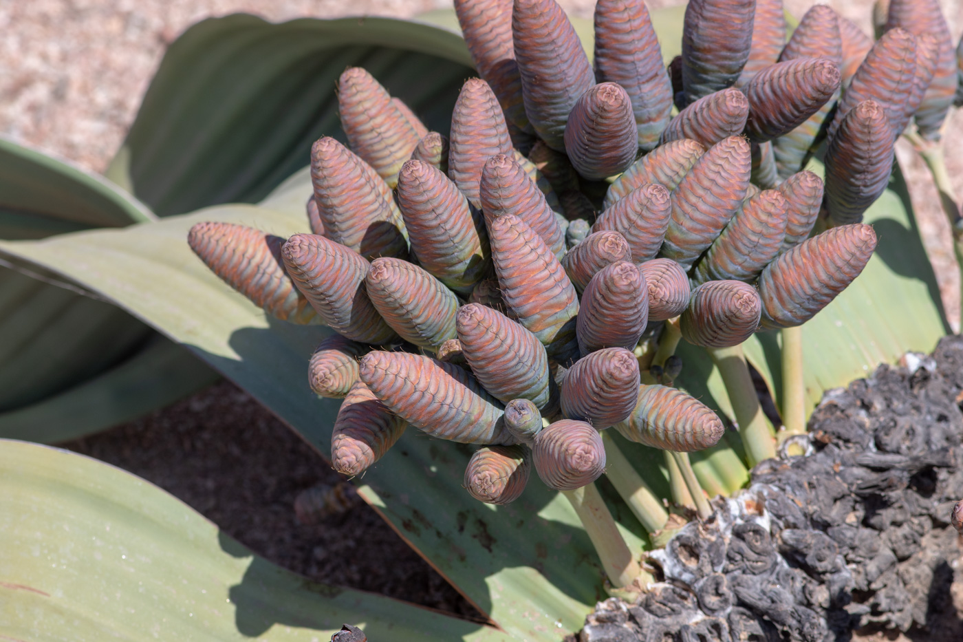 Изображение особи Welwitschia mirabilis.