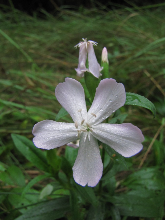 Изображение особи Saponaria officinalis.