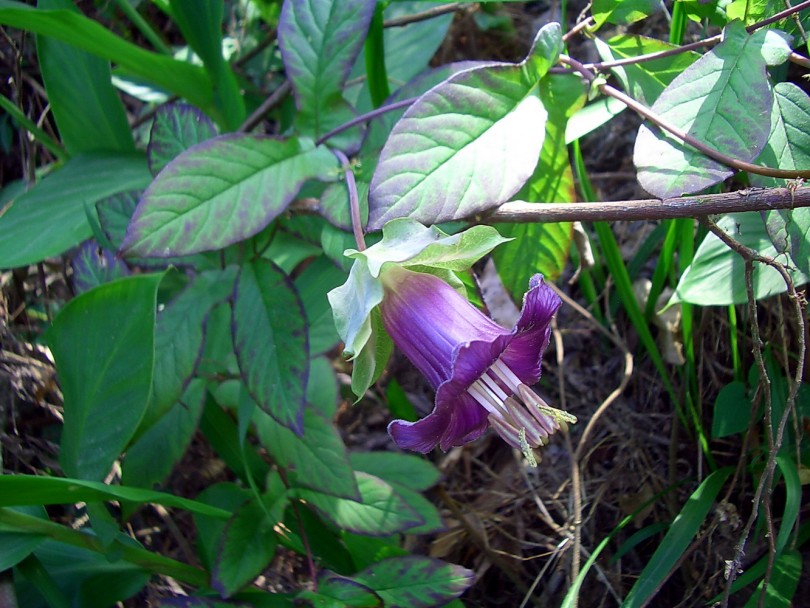 Изображение особи Cobaea scandens.