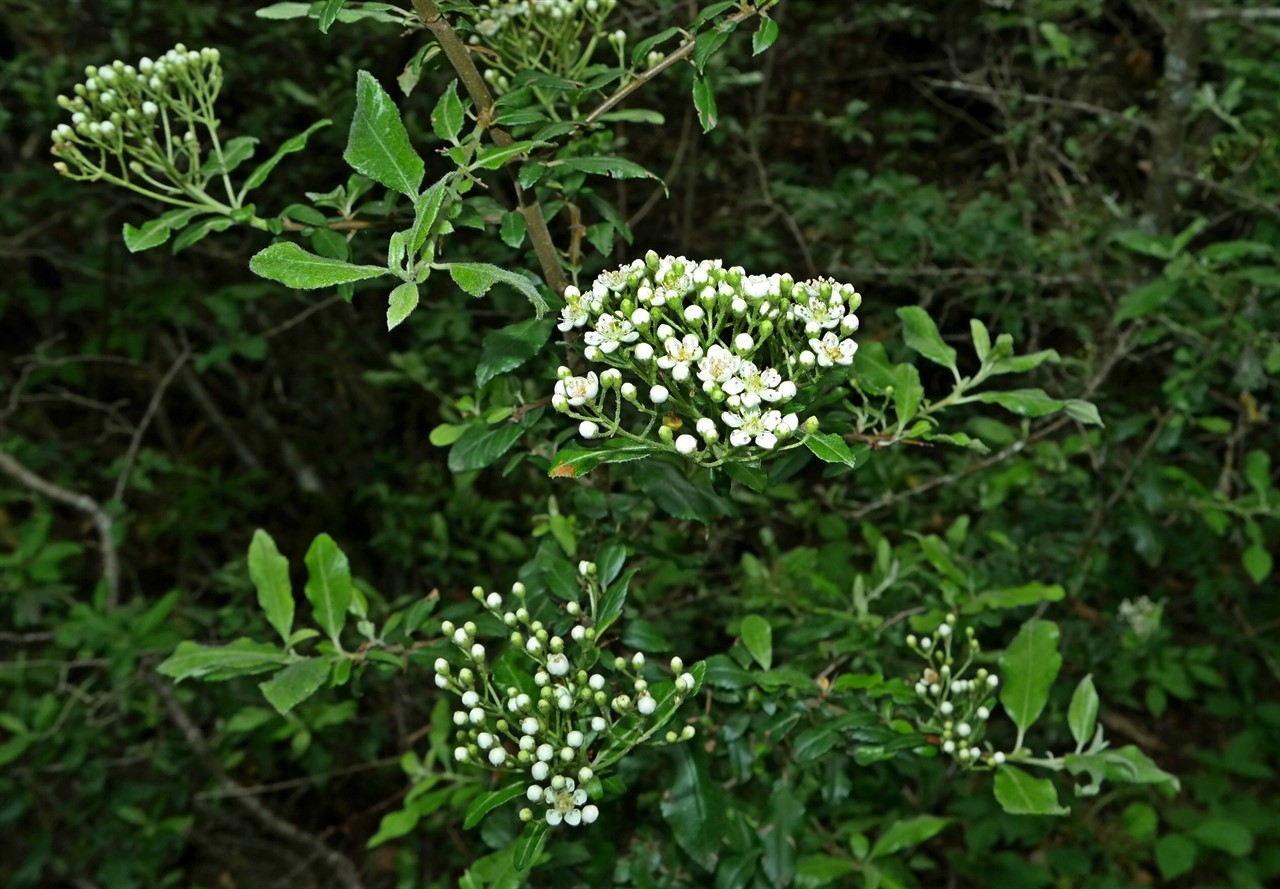 Image of Pyracantha coccinea specimen.