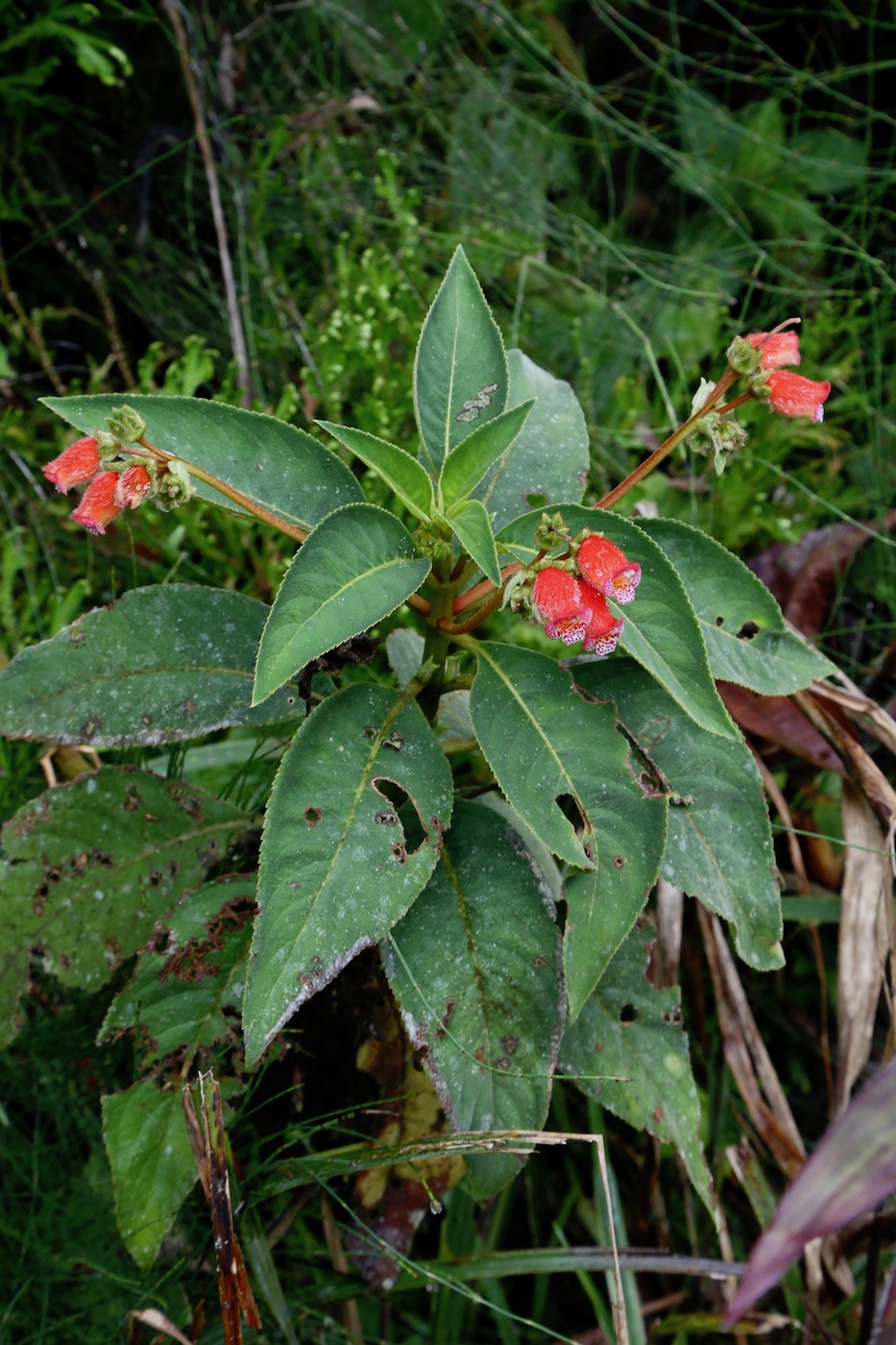 Изображение особи Pearcea reticulata.