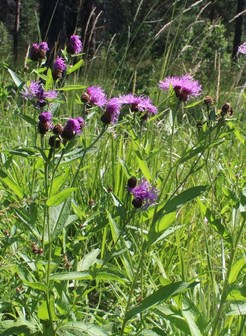 Изображение особи Centaurea &times; livonica.