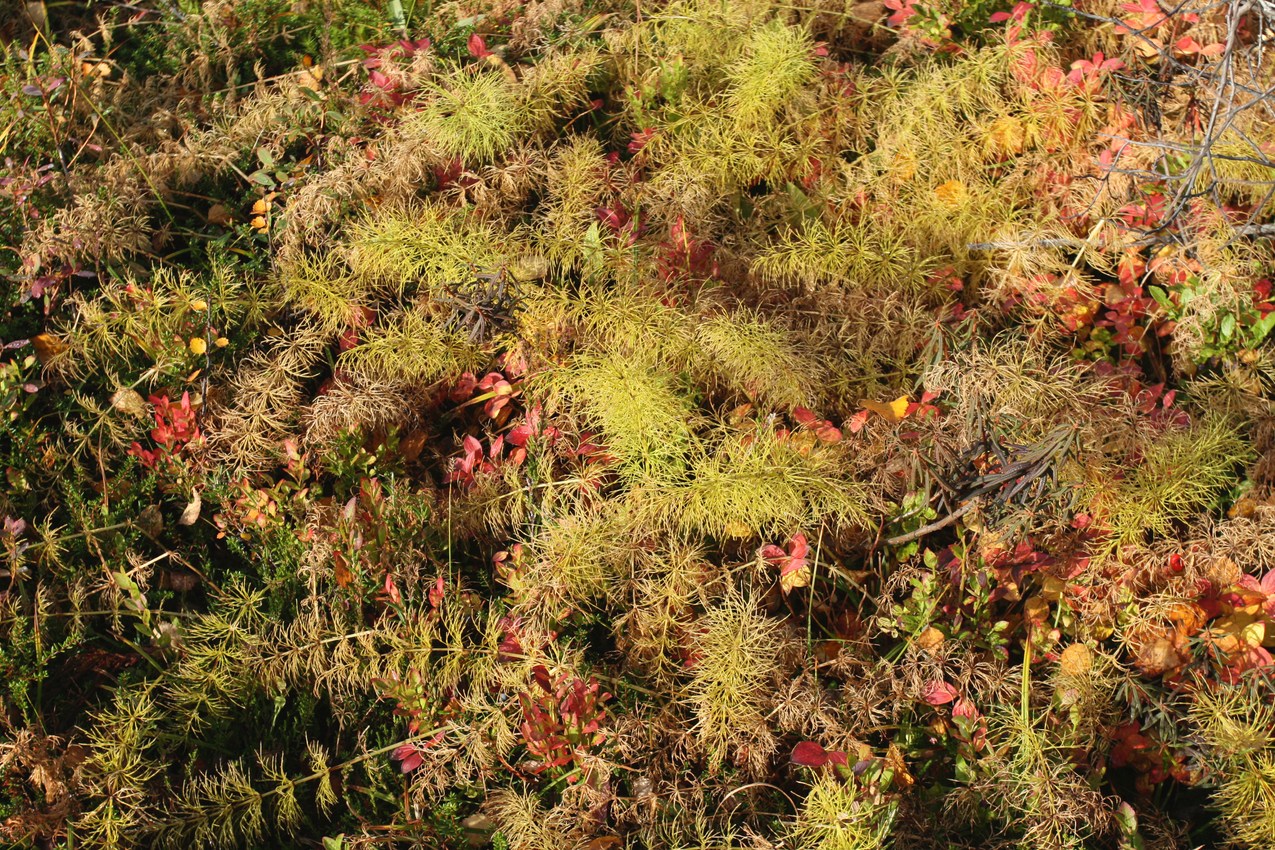 Image of Equisetum sylvaticum specimen.