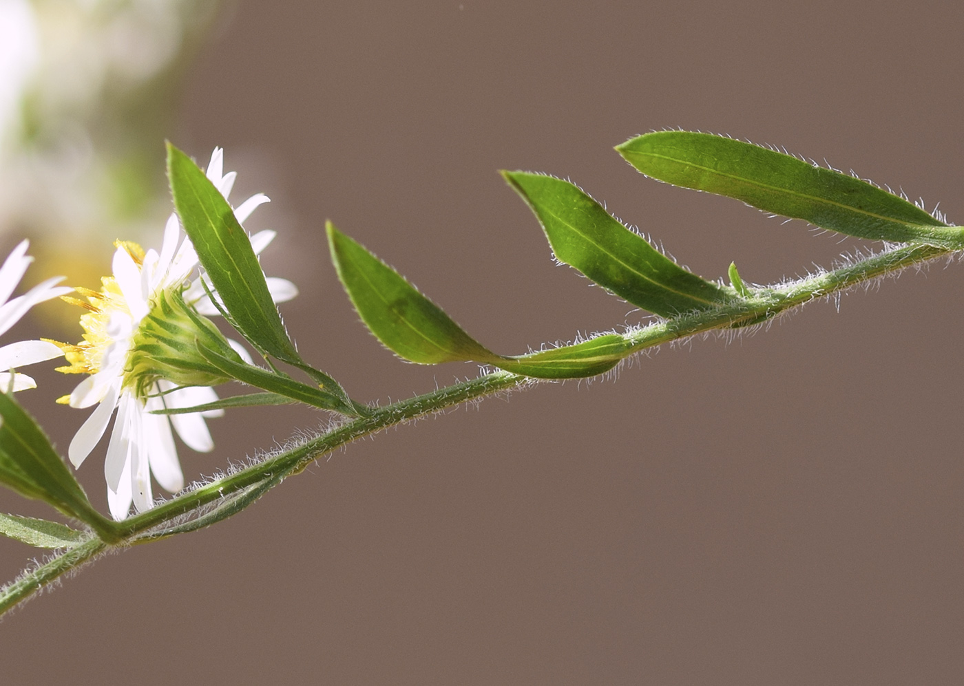 Image of Symphyotrichum pilosum specimen.