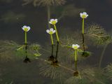 Ranunculus trichophyllus