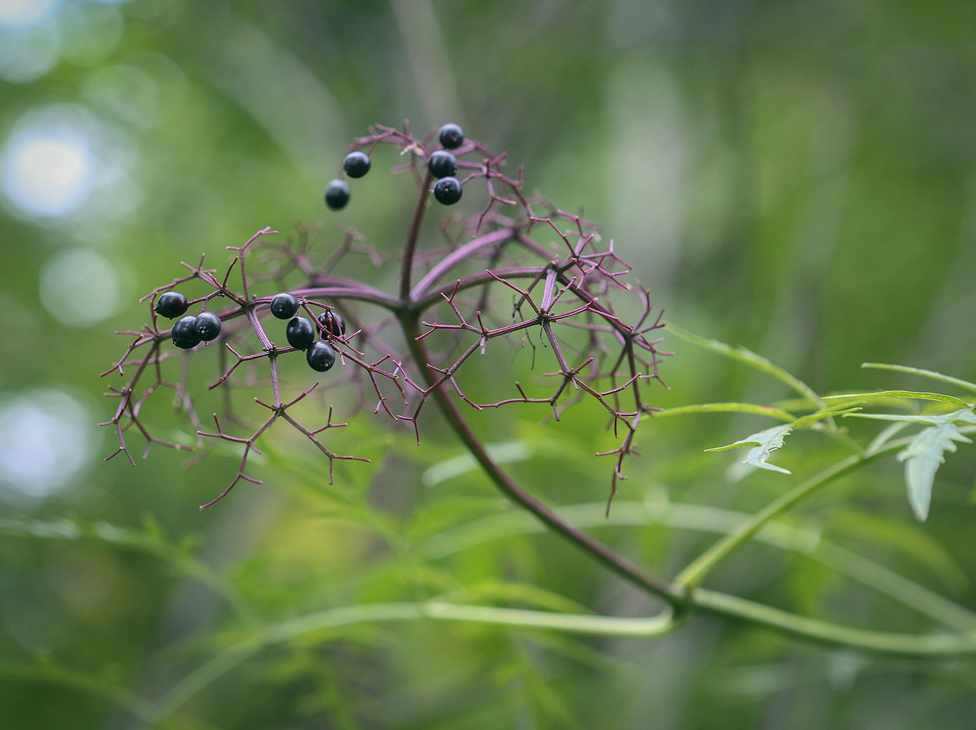 Изображение особи Sambucus canadensis var. acutiloba.