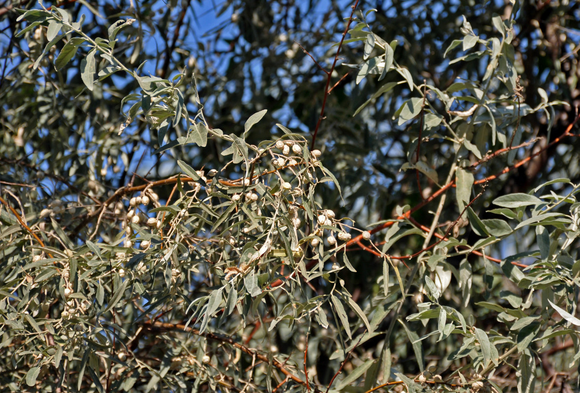 Image of Elaeagnus angustifolia specimen.