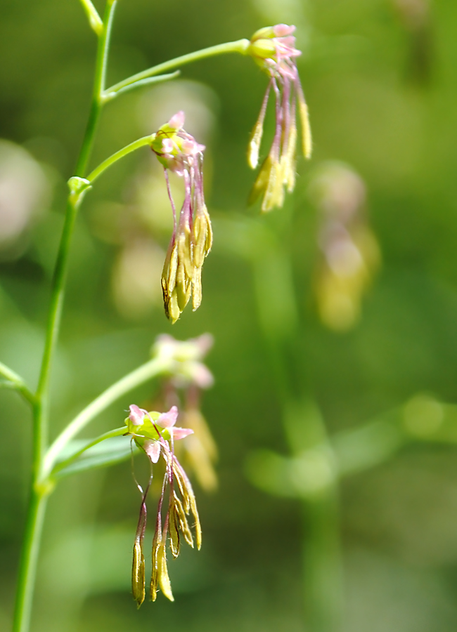 Изображение особи Thalictrum simplex.