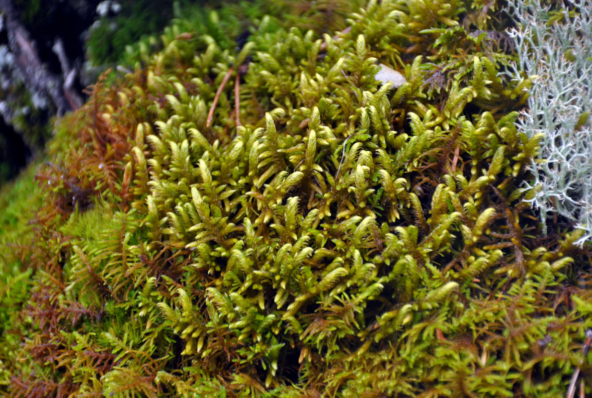 Image of Rhytidium rugosum specimen.