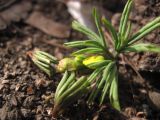 Смотреть изображение Gymnospermium odessanum