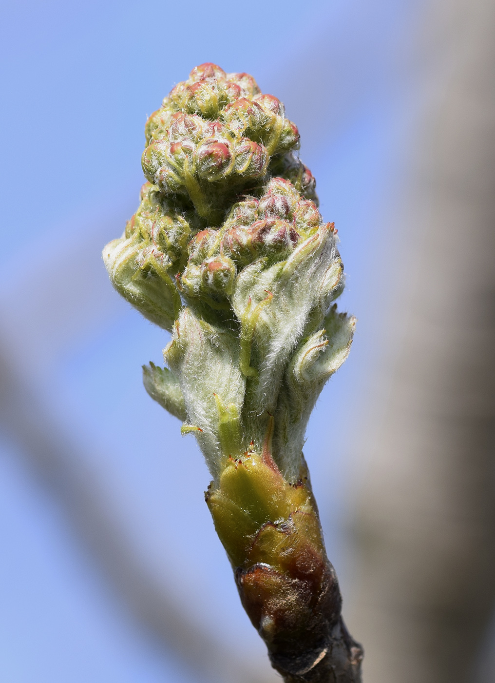 Image of Sorbus domestica specimen.