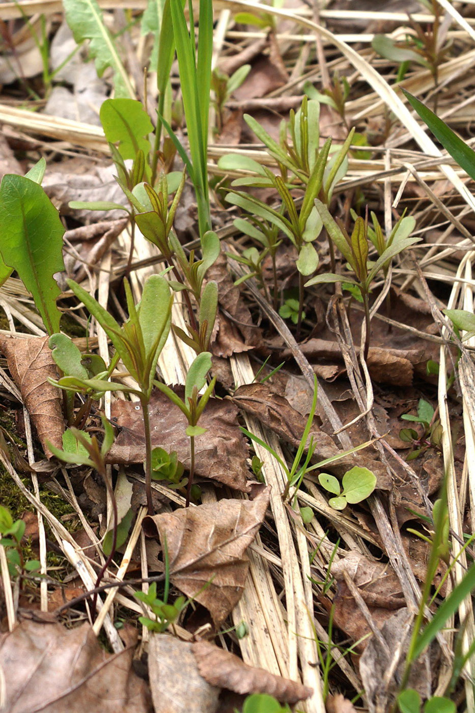 Image of Melampyrum nemorosum specimen.