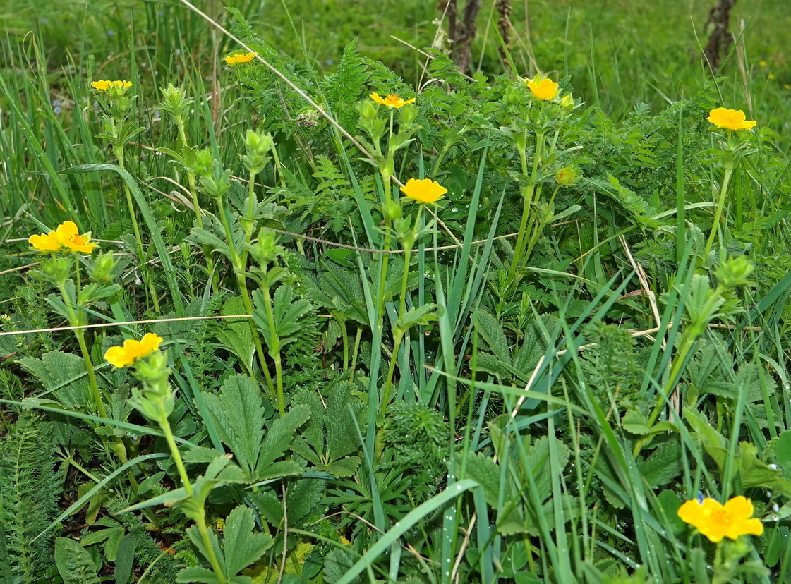 Image of Potentilla umbrosa specimen.