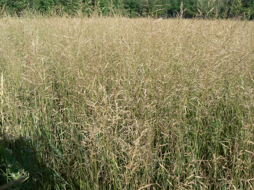 Image of Agrostis gigantea specimen.