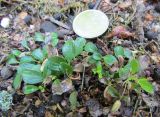 Смотреть изображение Salix erythrocarpa